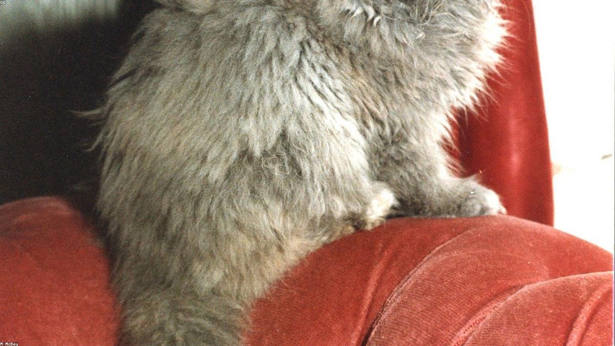 Kedi ve Köpeklerde Doğru Beslenme Nasıl Olmalıdır?