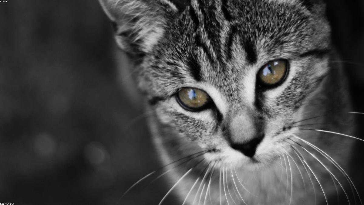 Kedi Sahipleneceklere Tavsiyeler: İlk Gün Hazırlığı
