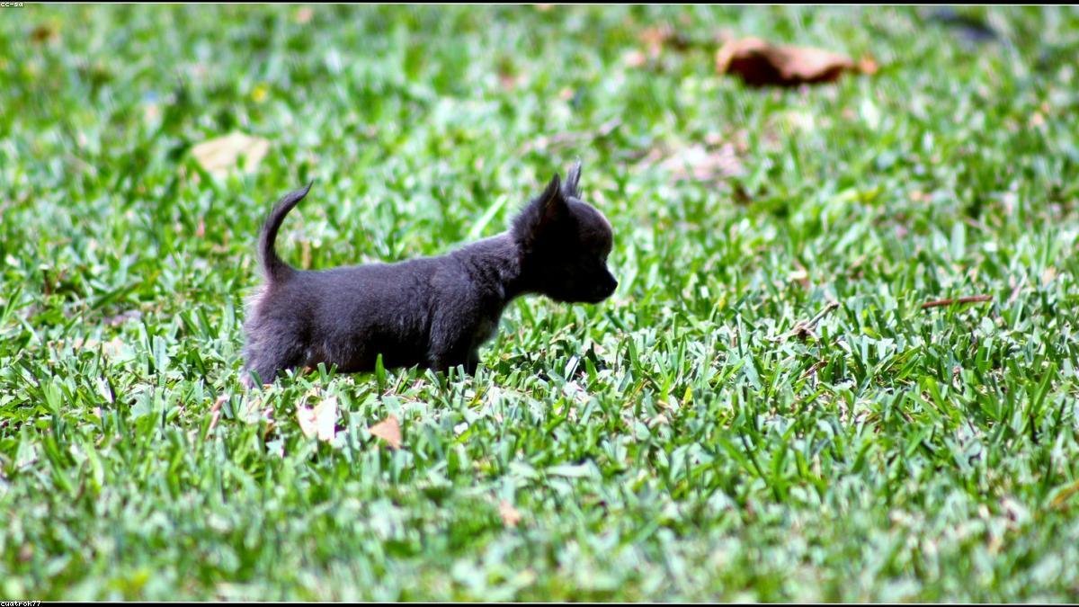 Köpek Eğitimi İçin Temel İpuçları ve Komut Öğretme