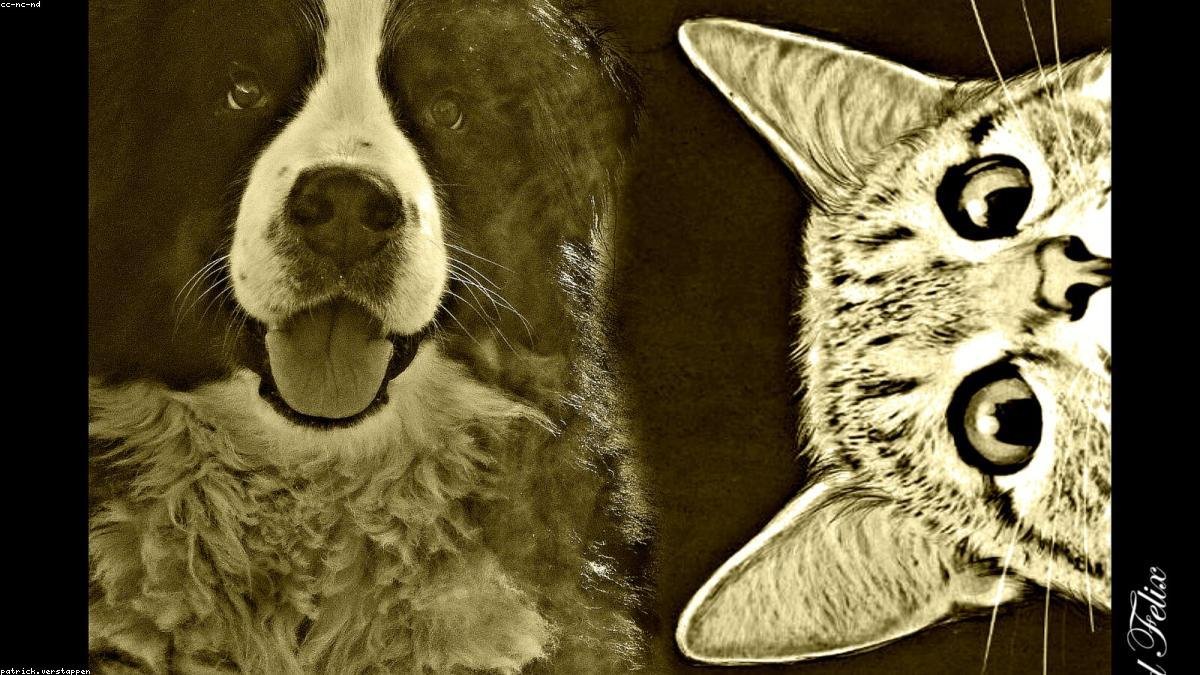 Kedi Tüyü Dökülmesini Azaltmanın Etkili Yolları